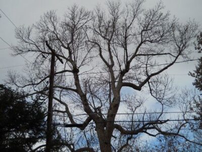 Suburban Forest Islands: Creatively Use and Respond to Change, and Produce No Waste Image